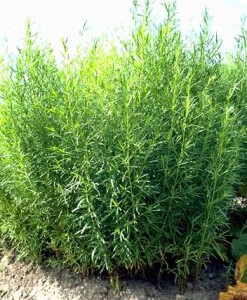 estragon © Secrets de plantes