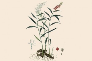 Galanga © Secrets de plantes