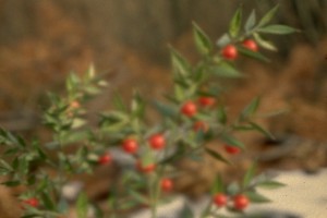 Ruscus © Secrets de plantes