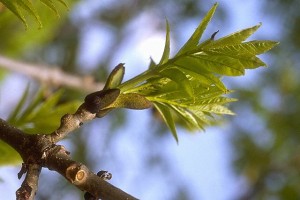 branche de frêne © Secrets de plantes