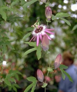 Passiflore