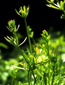 Gaillet gratteron © Secrets de plantes