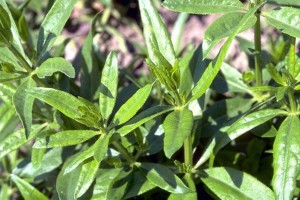 Garance © Secrets de plantes