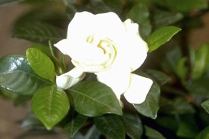 Gardénia © Secrets de plantes