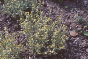 Génépi © Secrets de plantes