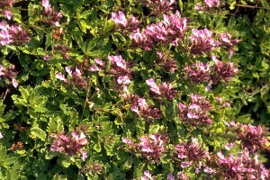 Germandrée petit chêne © Secrets de plantes