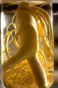Racine de ginseng © Secrets de plantes
