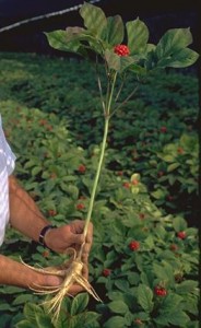 Ginseng © Secrets de plantes