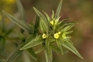 Grémil © Secrets de plantes