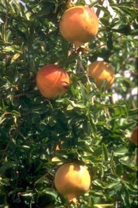 Grenadier © Secrets de plantes