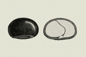 Guarana © Secrets de plantes