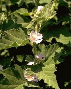 guimauve © Secrets de plantes