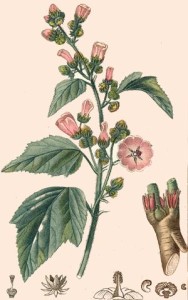 Guimauve