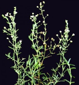 Gypsophile © Secrets de plantes