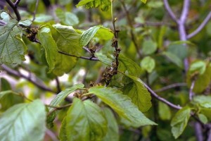 Hamamelis © Secrets de plantes