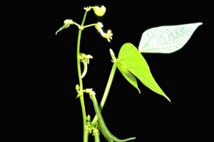 Haricot © Secrets de plantes