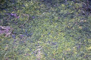 Herniaire © Secrets de plantes