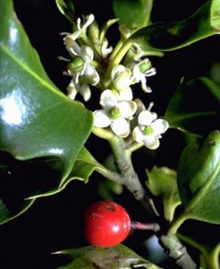 Houx © Secrets de plantes