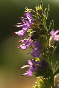 Hysope © Secrets de plantes