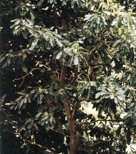 Karité © Secrets de plantes