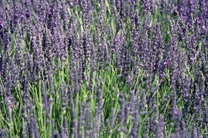 Champ de lavande © Secrets de plantes