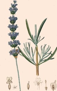 plante céphalique