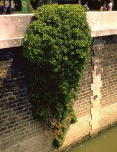 Lierre grimpant © Secrets de plantes