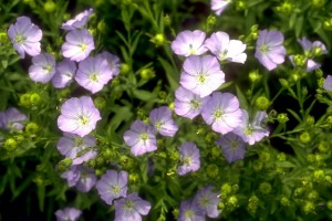 fleurs de lin © Secrets de plantes