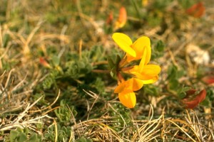 Lotier corniculé © Secrets de plantes