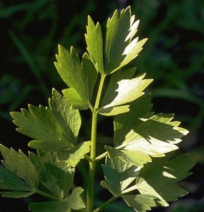 Livèche © Secrets de plantes