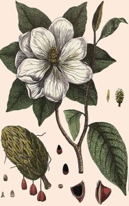 Magnolia