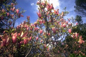 Magnolia © Secrets de plantes