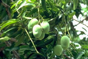 Manguier © Secrets de plantes