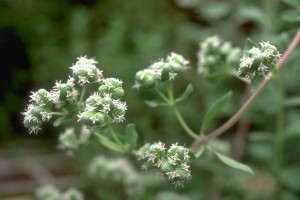 Marjolaine © Secrets de plantes