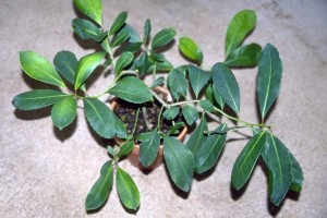 maté © Secrets de plantes