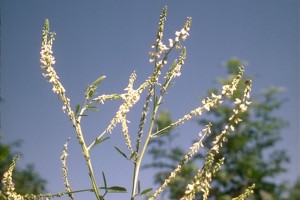 Mélilot © Secrets de plantes