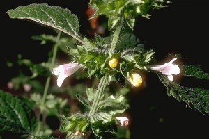 Mélisse © Secrets de plantes