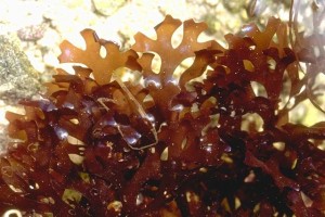 Mousse d'Irlande © Sacrets de plantes