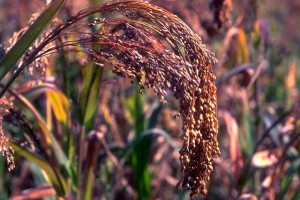 Millet © secrets de plantes