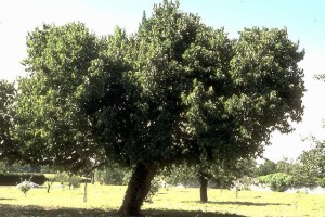 Mûrier noir © Secrets de plantes