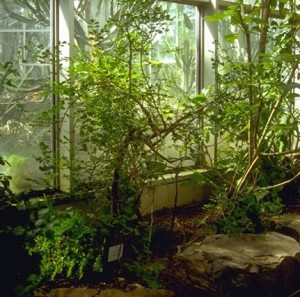 Myrrhe © Secrets de plantes