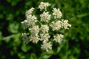 Oenanthe © Secrets de plantes