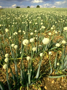 Oignons © Secrets de plantes