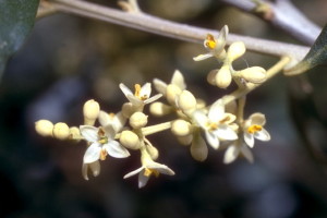 Fleurs d'olivier © Secrets de plantes