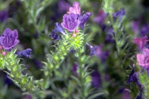 Orcanette © Secrets de plantes