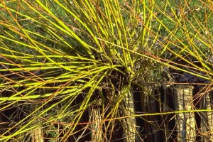 Osier © Secrets de plantes