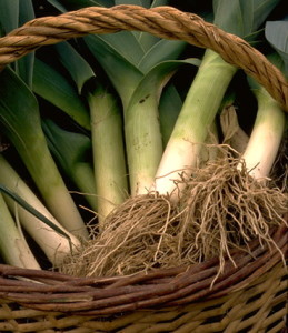 Poireaux © Secrets de plantes