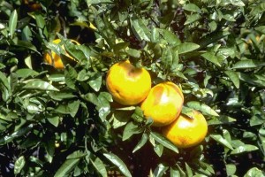 pamplemousses © Secrets de plantes