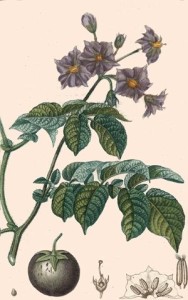 Pomme de terre