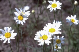 pyrèthre © Secrets de plantes